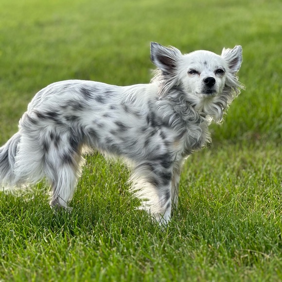 Like for SMALL SIZE Notifications Live Show - Picture 3 of 16